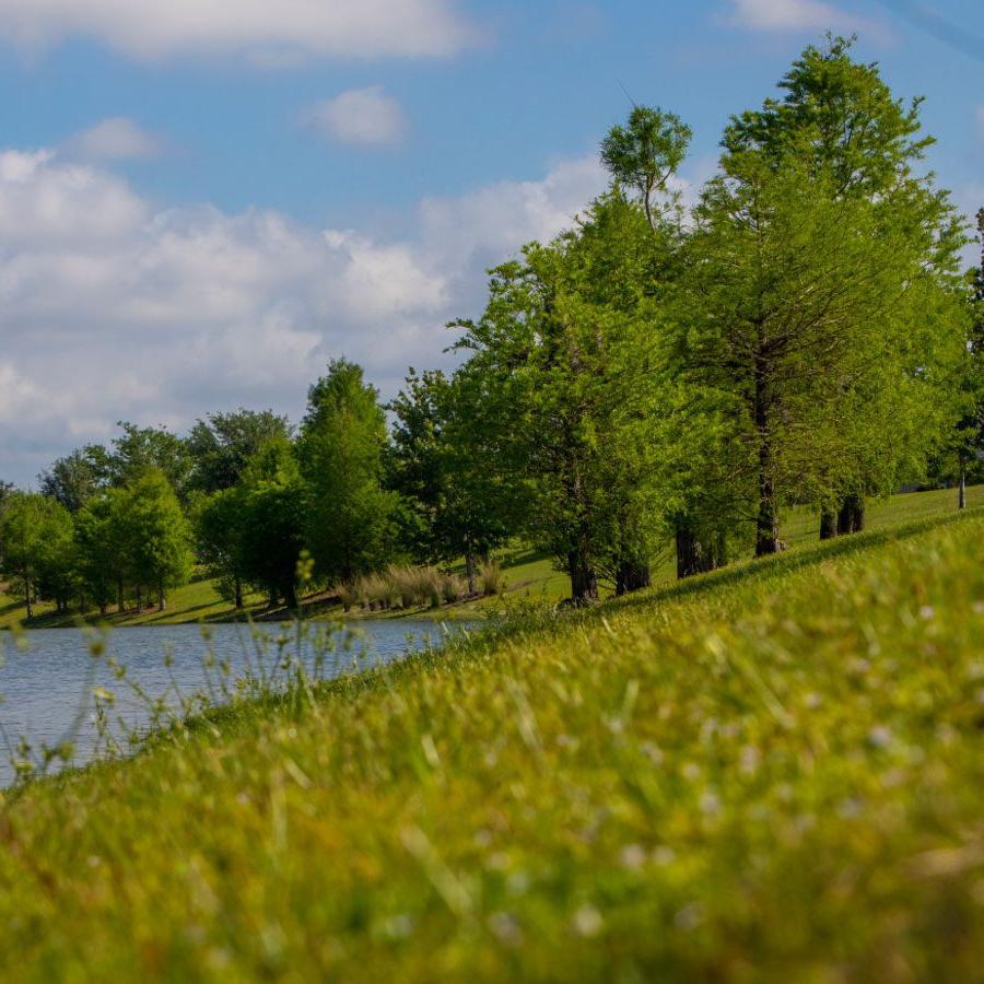 绿草如茵的湖滨景色